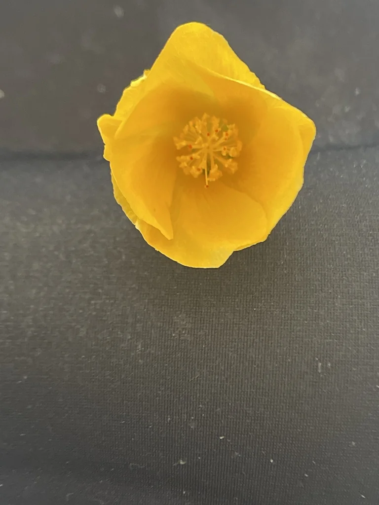 Abutilon Palmeri