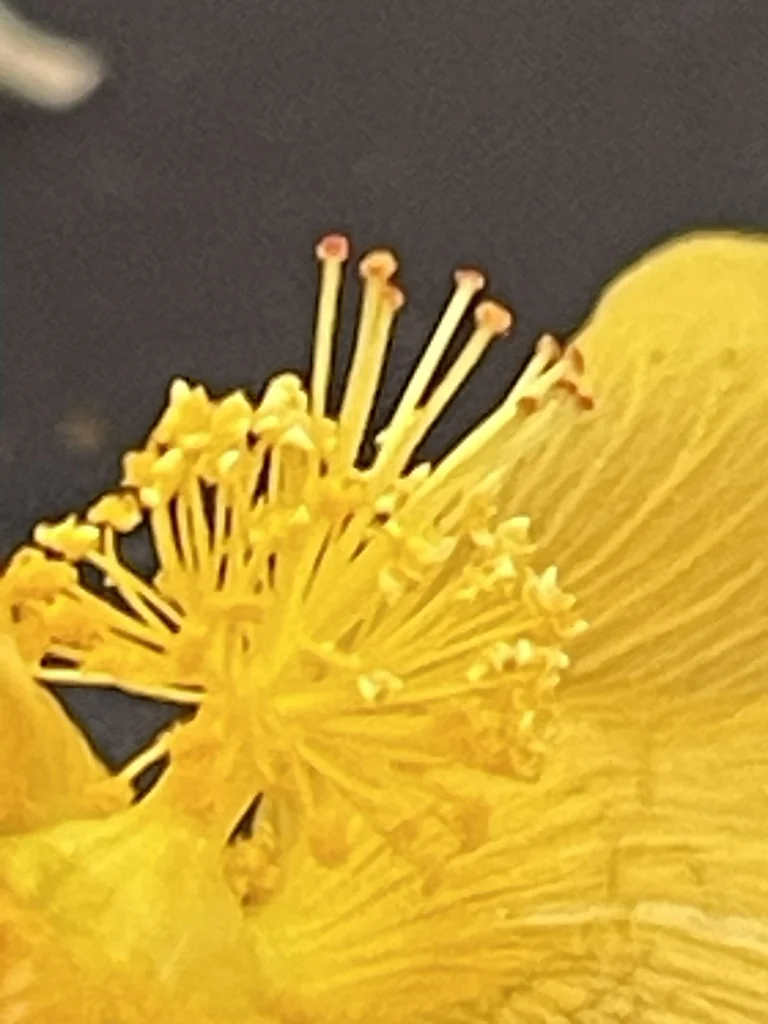 Abutilon Palmeri