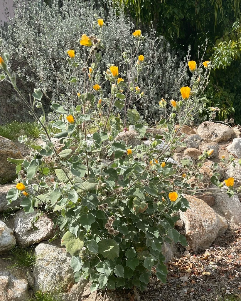Abutilon Palmeri