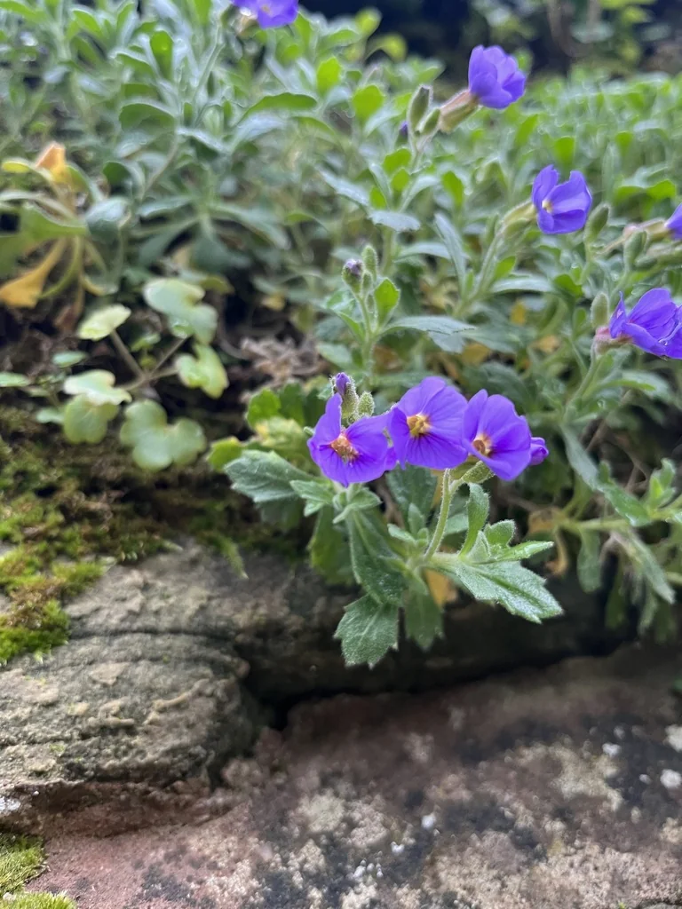 Aubrieta Deltoidea