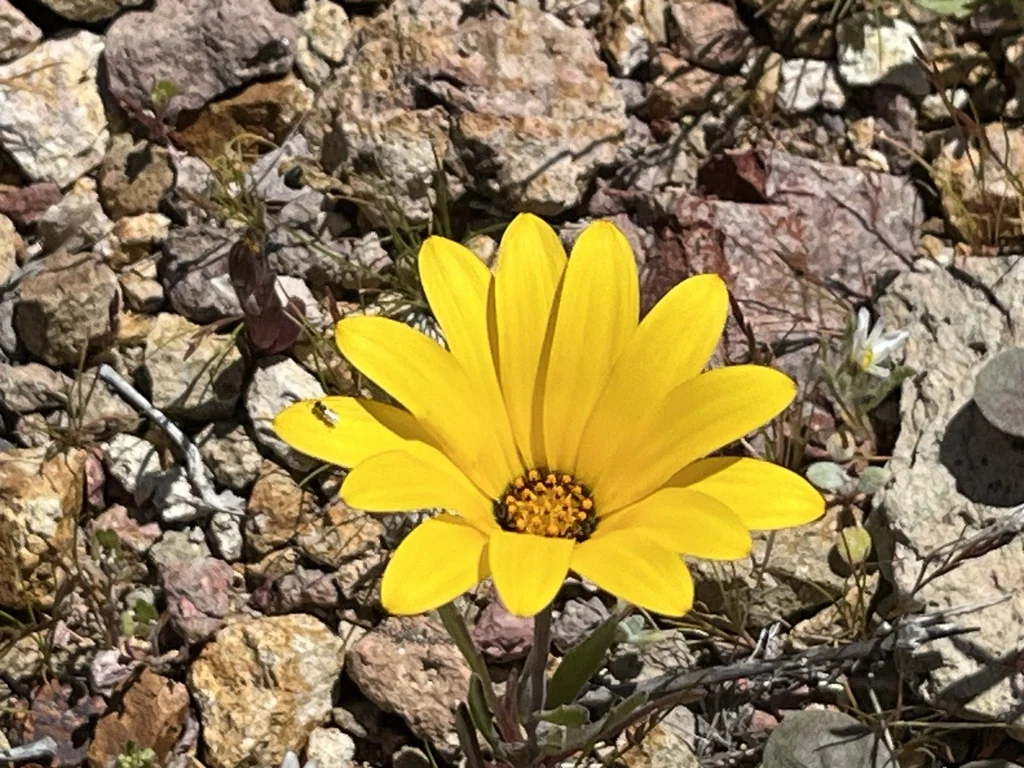 Dimorphotheca Aurantiaca