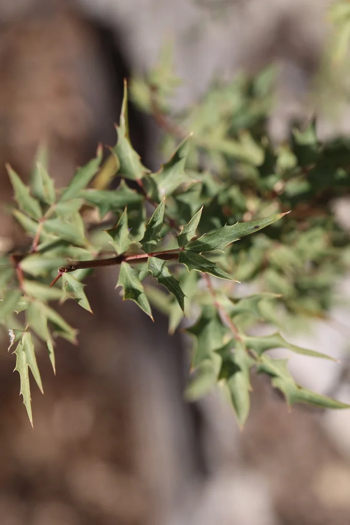 Berberis Haematocarpa
