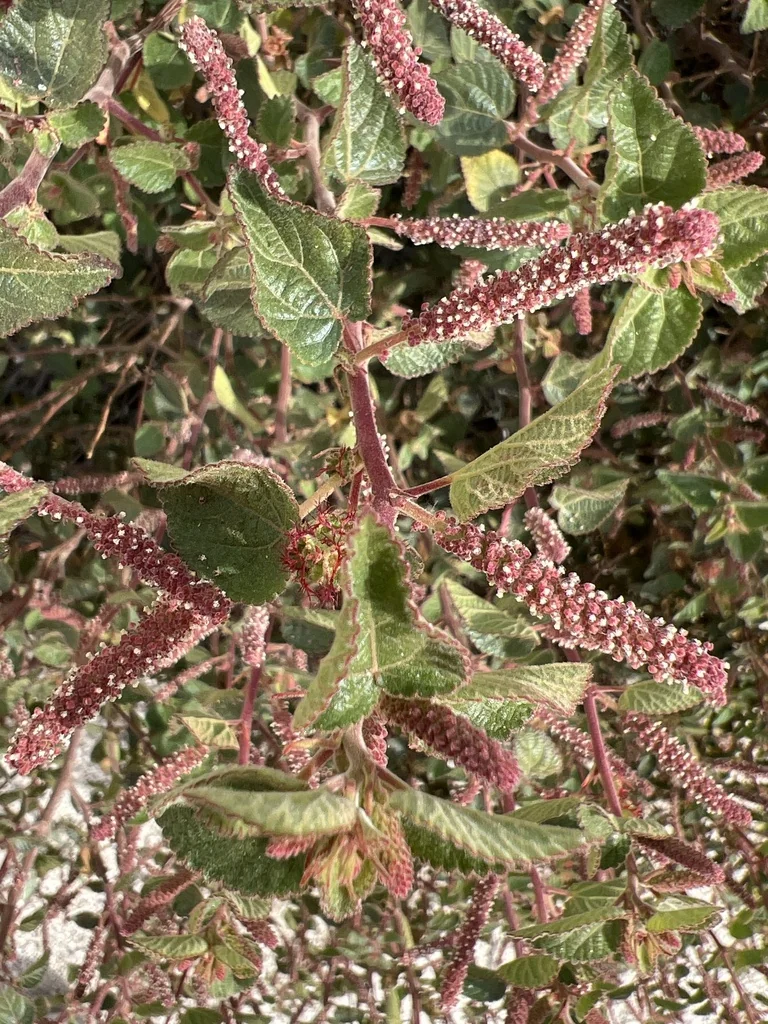 Acalypha Californica