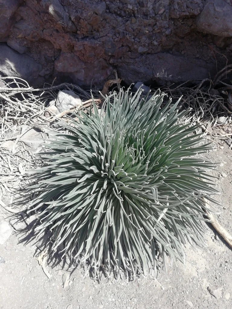 Echium Wildpretii