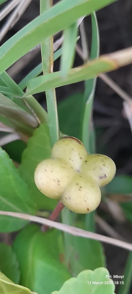 Grewia Occidentalis