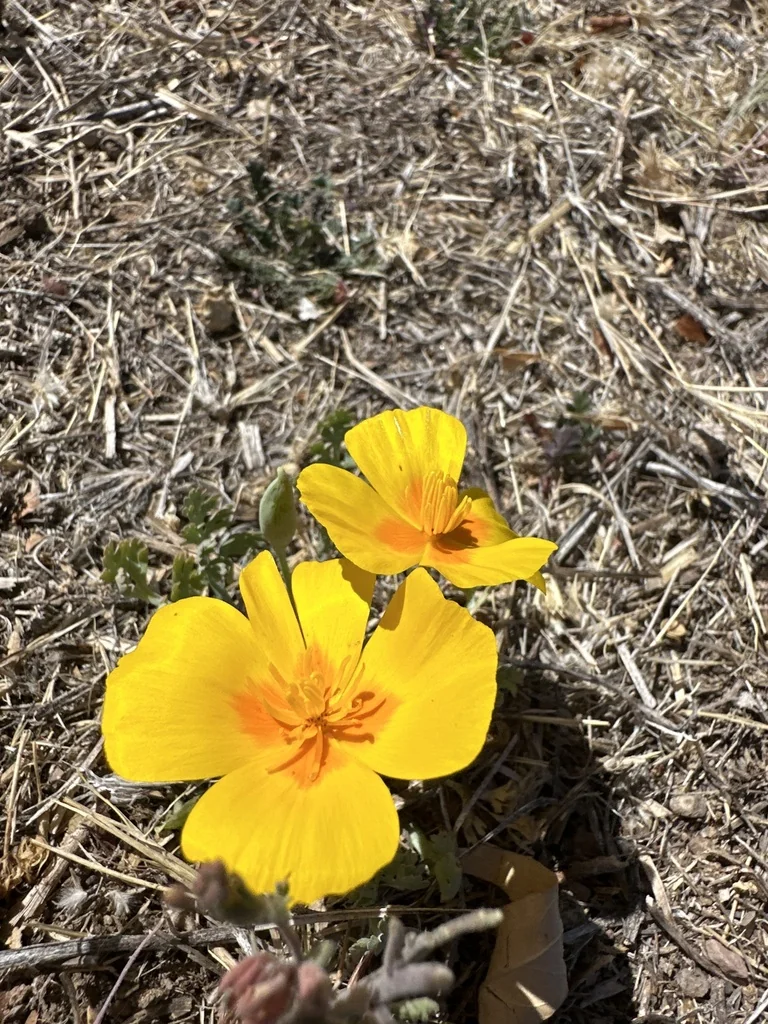 Eschscholzia Mexicana