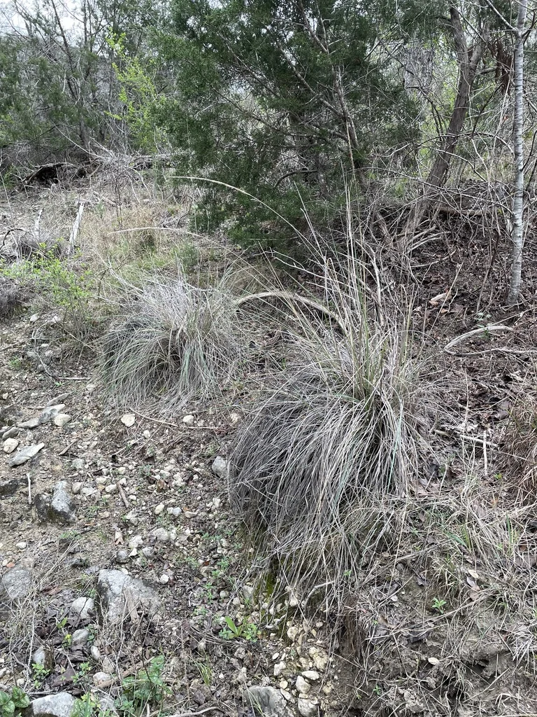 Muhlenbergia Lindheimeri