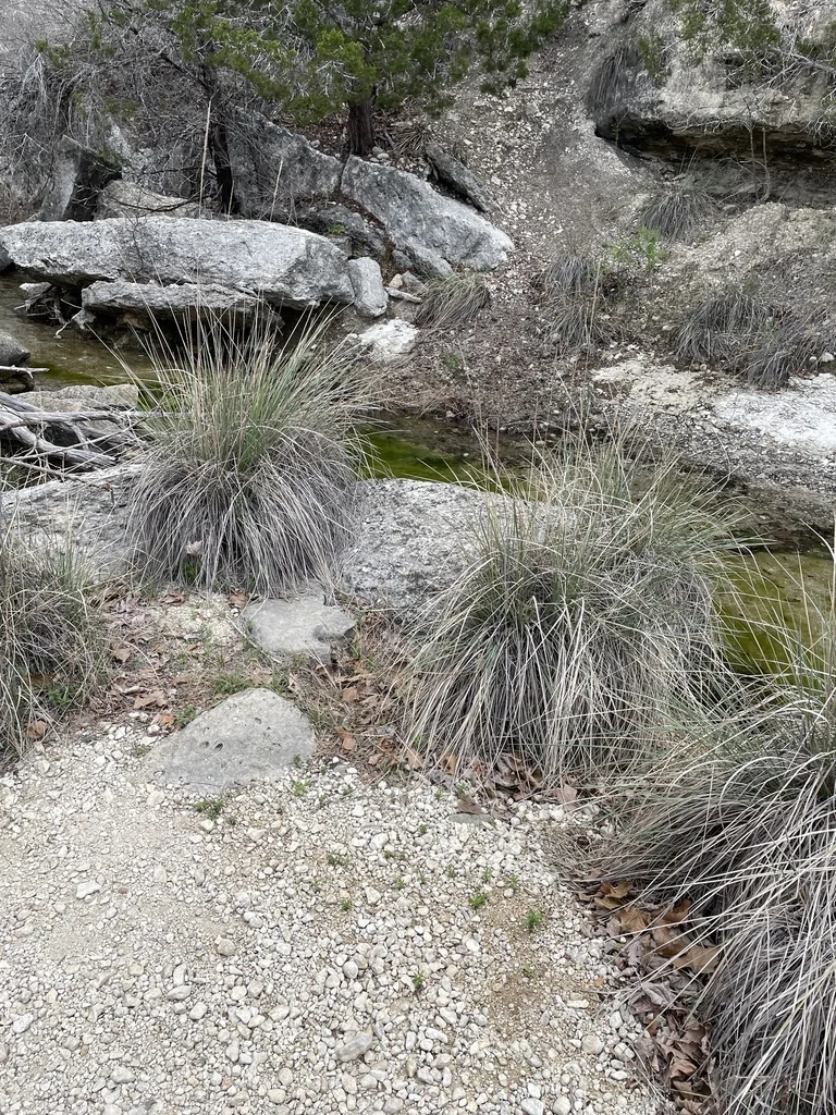 Muhlenbergia Lindheimeri