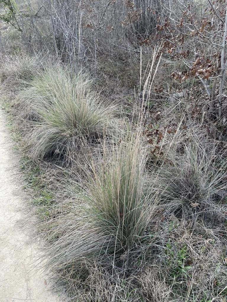 Muhlenbergia Lindheimeri
