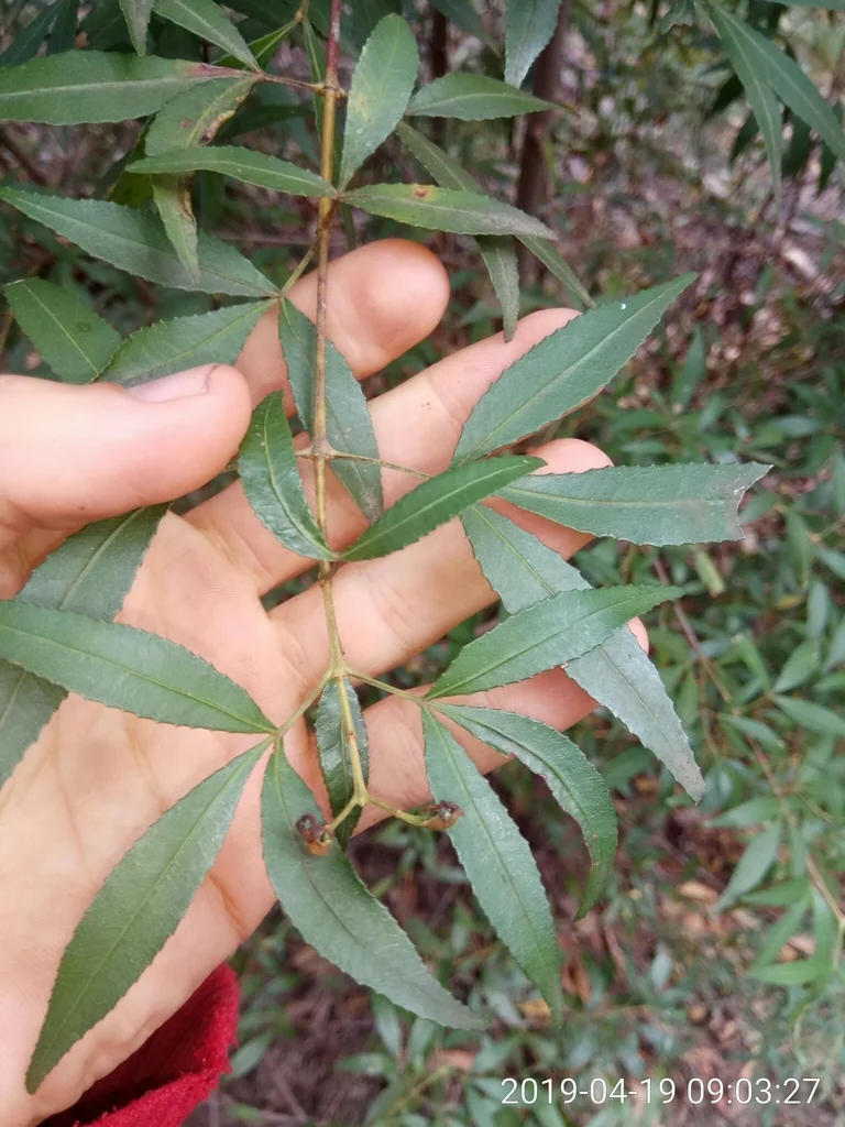 Ceratopetalum Gummiferum