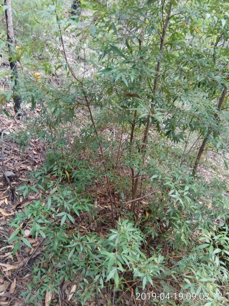Ceratopetalum Gummiferum