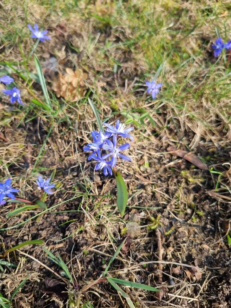 Chionodoxa Forbesii