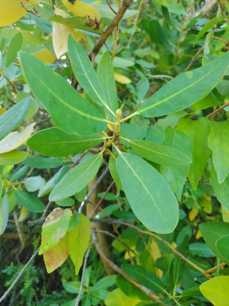 Drimys Winteri