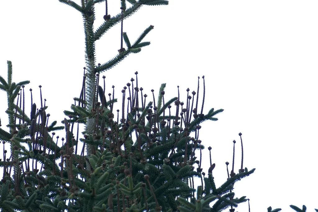 Abies Pinsapo