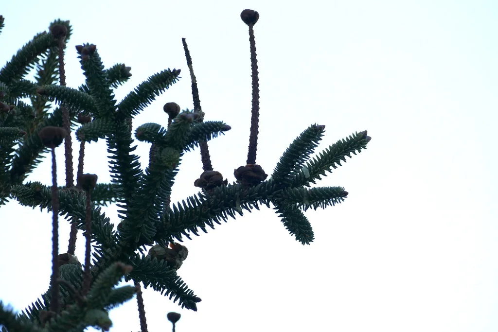 Abies Pinsapo