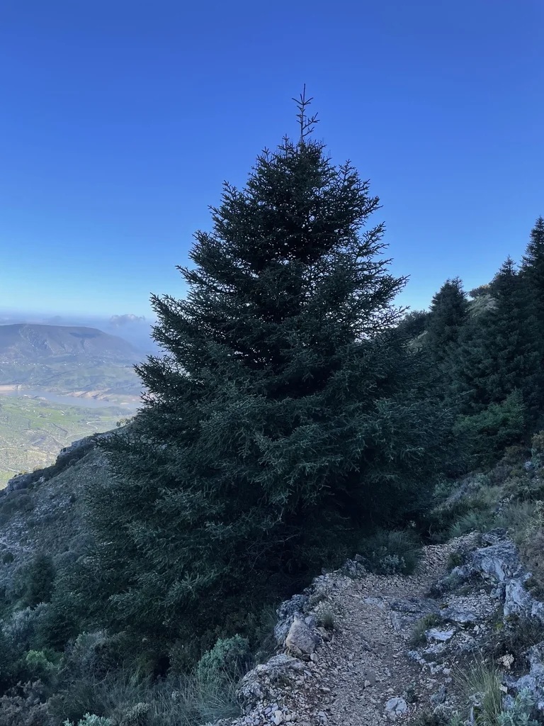 Abies Pinsapo