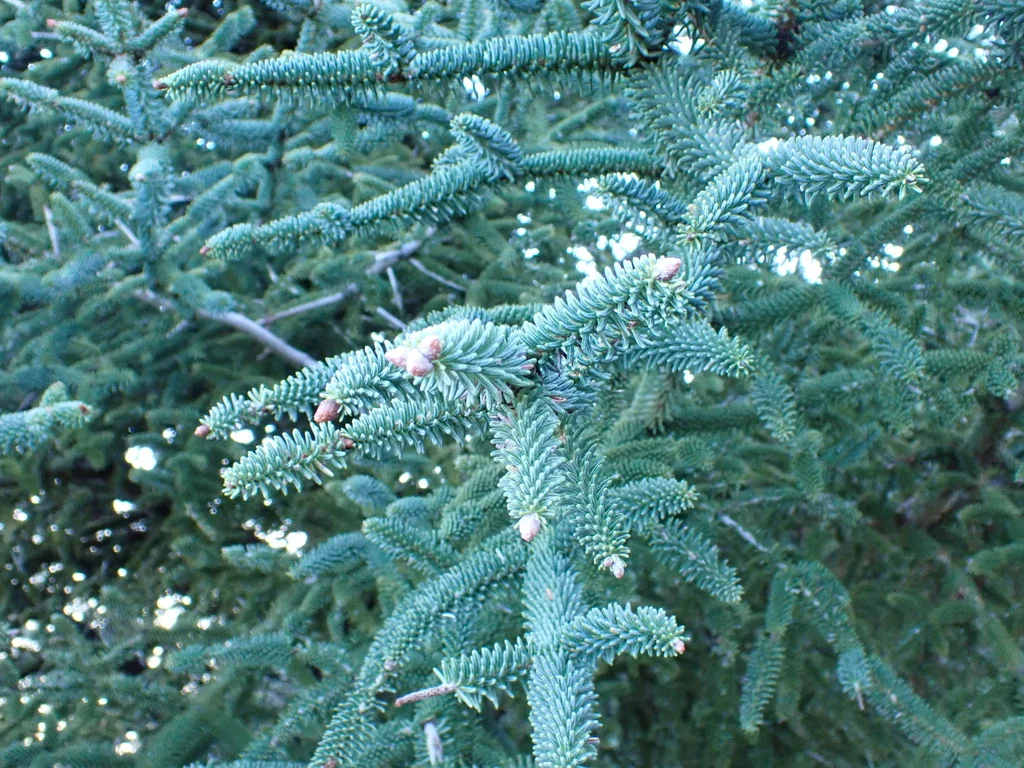 Abies Pinsapo