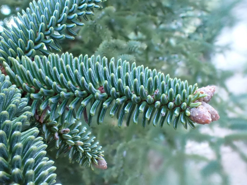 Abies Pinsapo