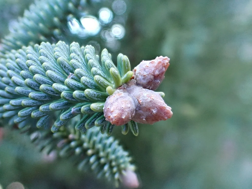 Abies Pinsapo