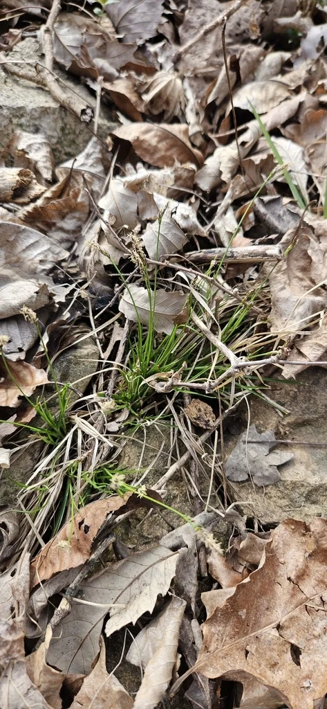 Carex Albicans