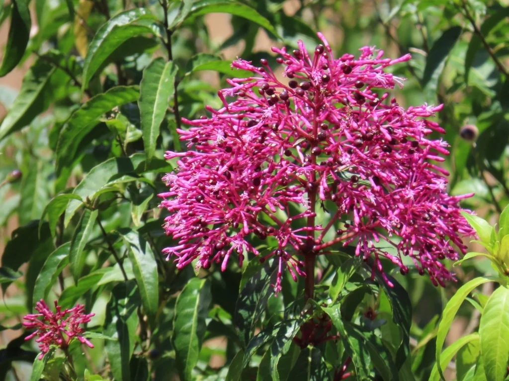 Fuchsia Paniculata