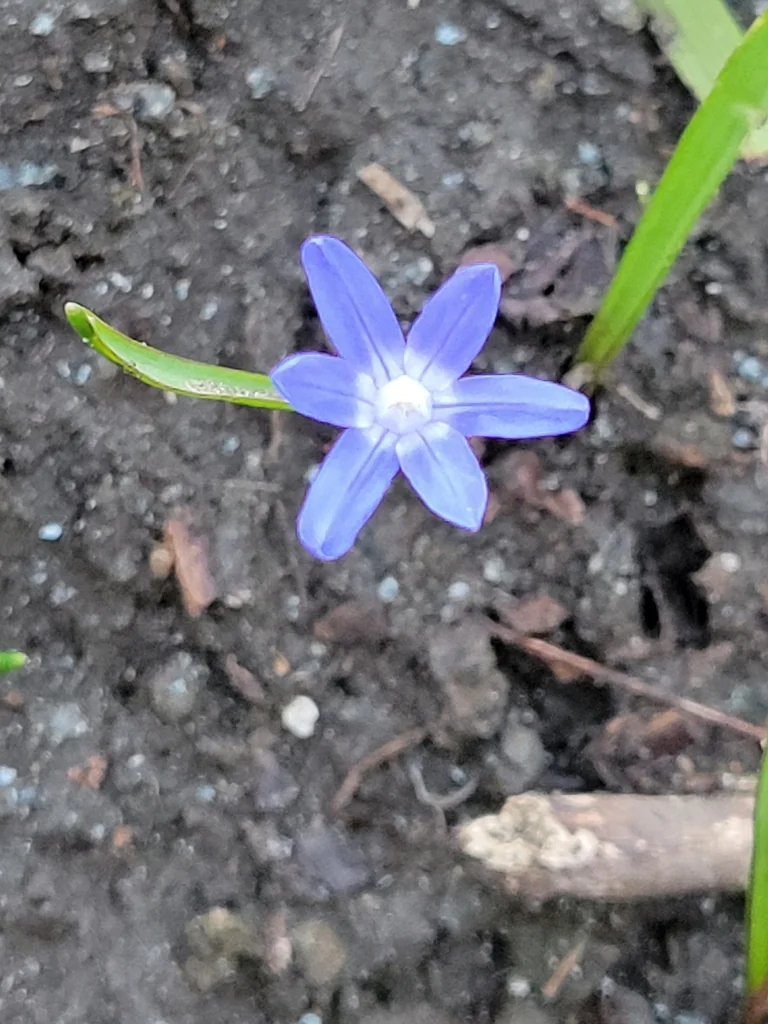 Chionodoxa Forbesii