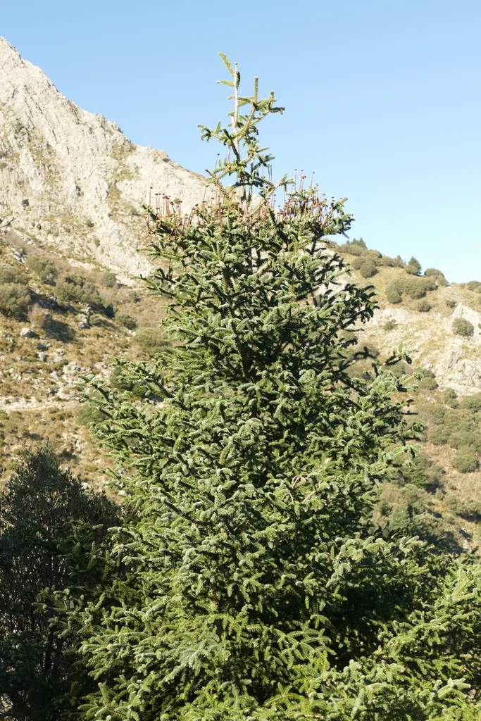 Abies Pinsapo