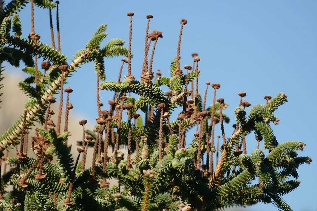 Abies Pinsapo