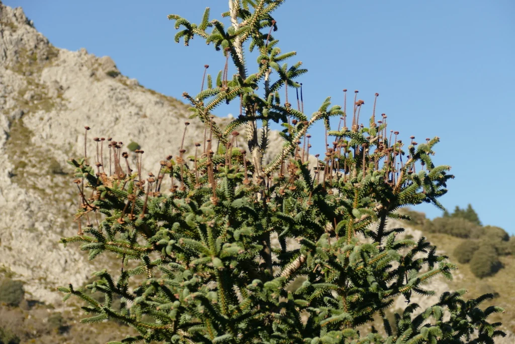 Abies Pinsapo