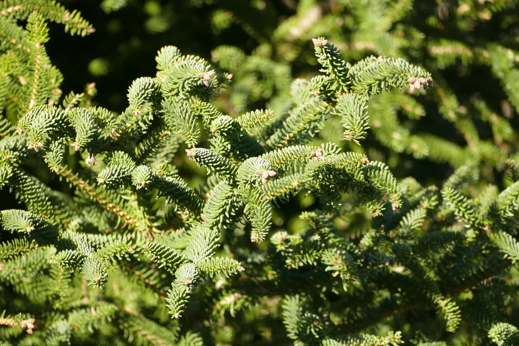 Abies Pinsapo