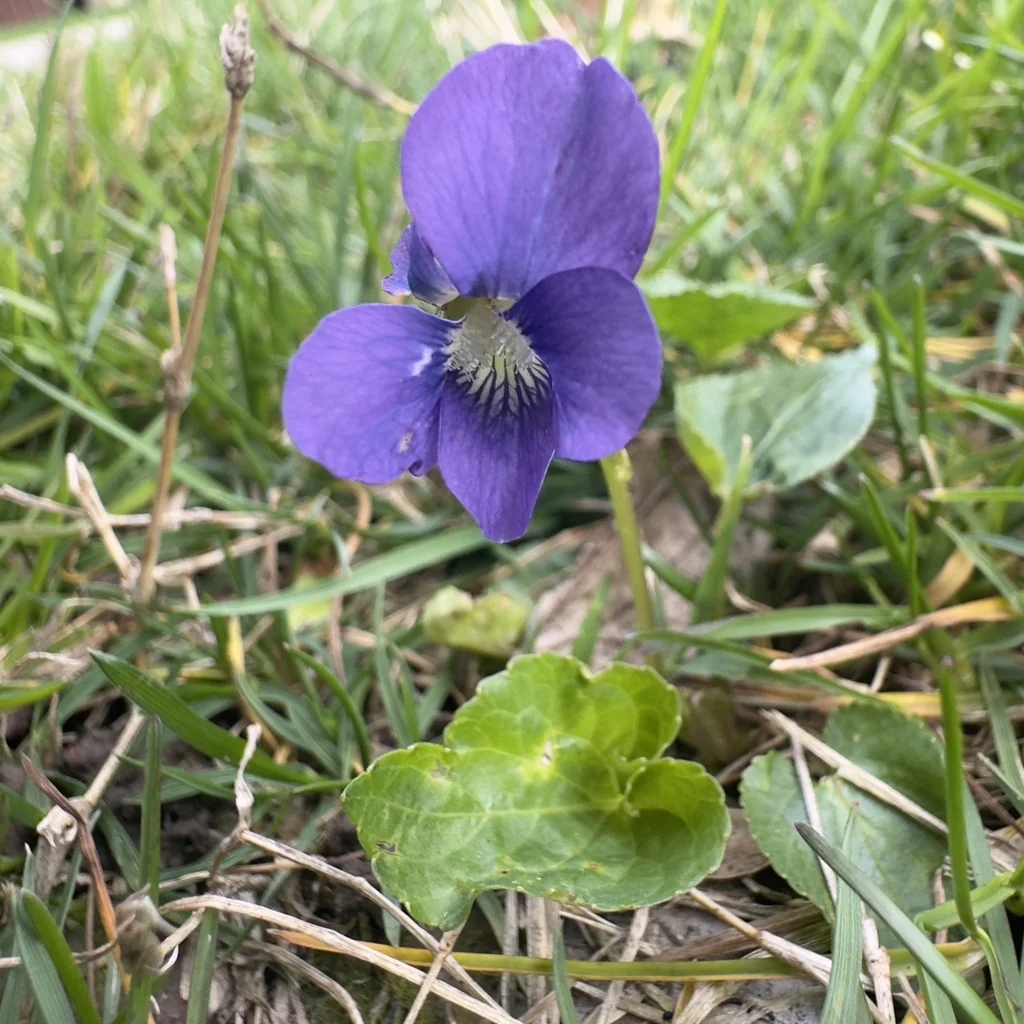 Viola Sororia