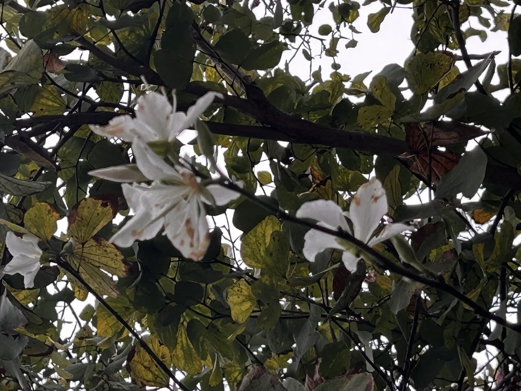 Bauhinia Variegata