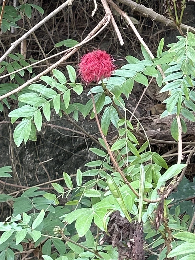 Calliandra Haematocephala