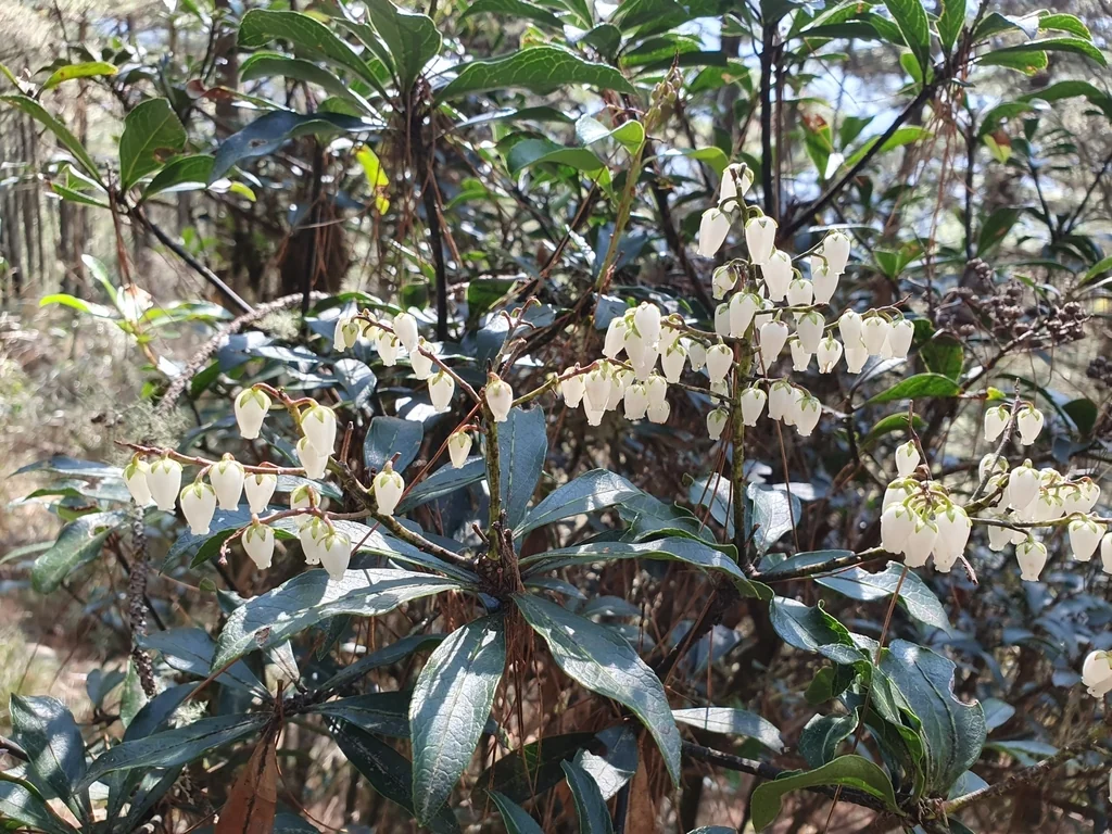 Pieris japonica