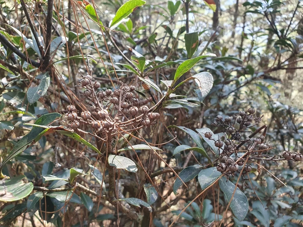 Pieris japonica