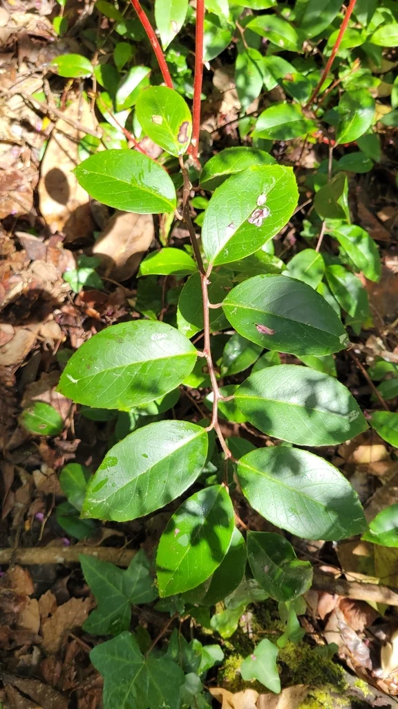 Leucothoe axillaris