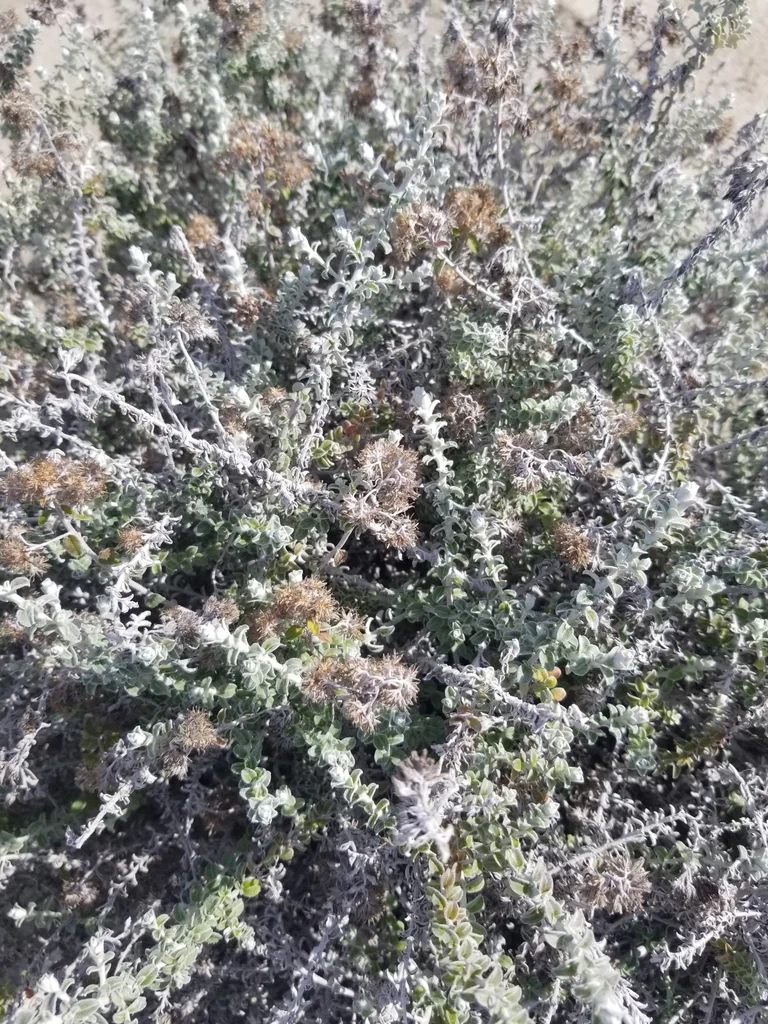 Plecostachys Serpyllifolia
