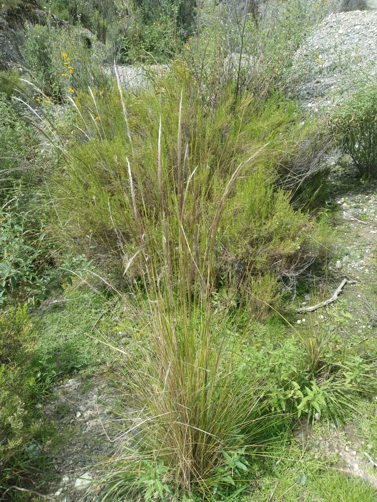 Stipa Ichu