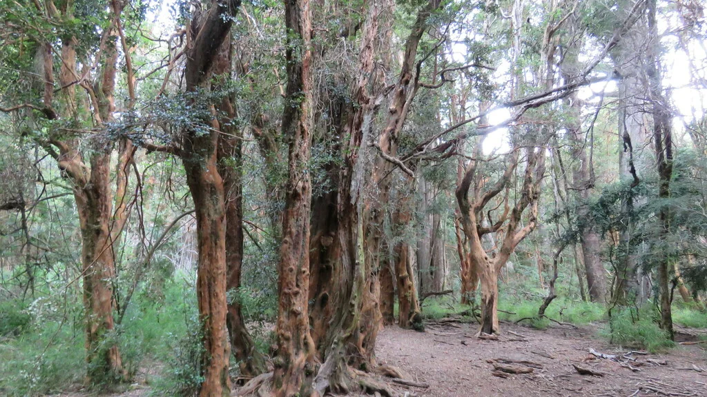 Luma Apiculata