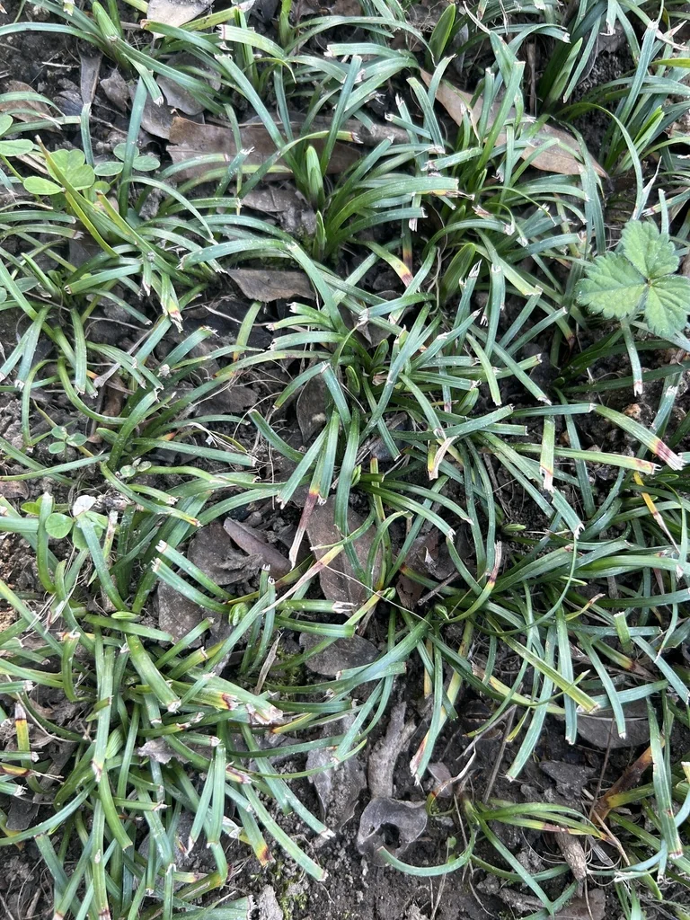 Ophiopogon Japonicus