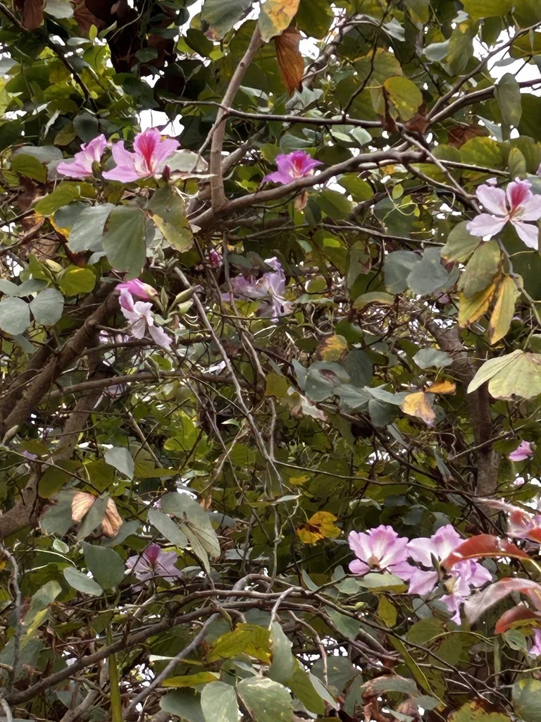 Bauhinia Variegata