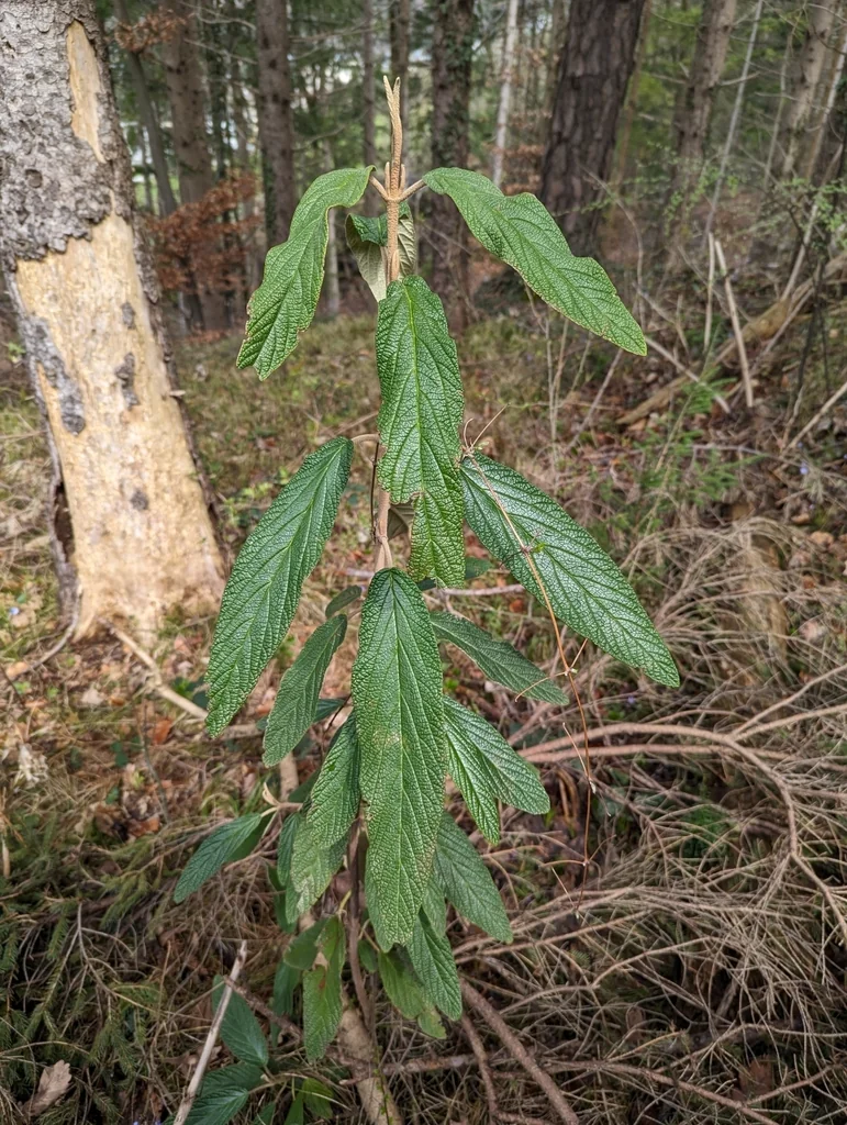Viburnum Rhytidophyllum
