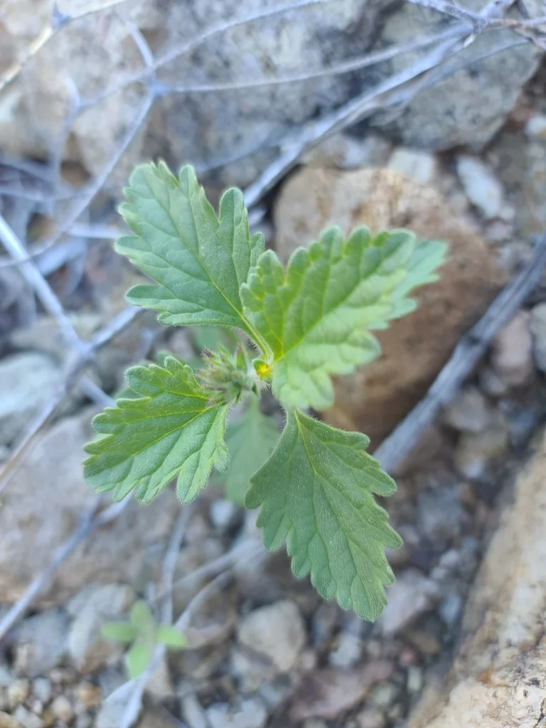 Verbena Gooddingii