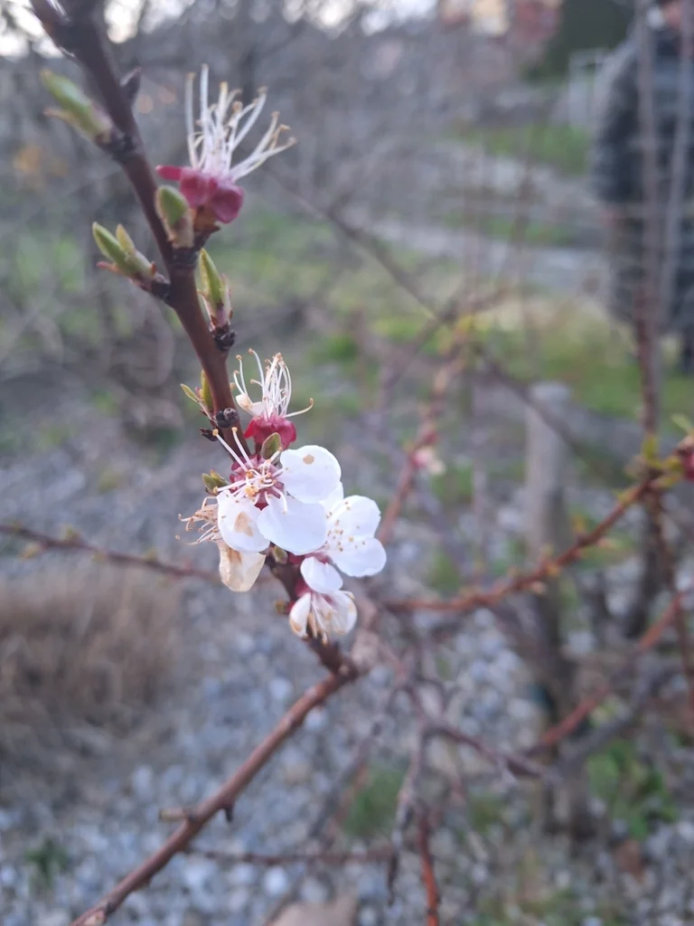 Prunus Armeniaca
