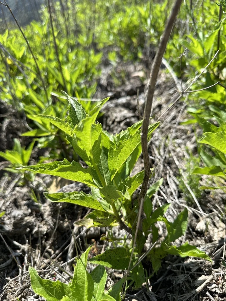 Verbesina Dissita