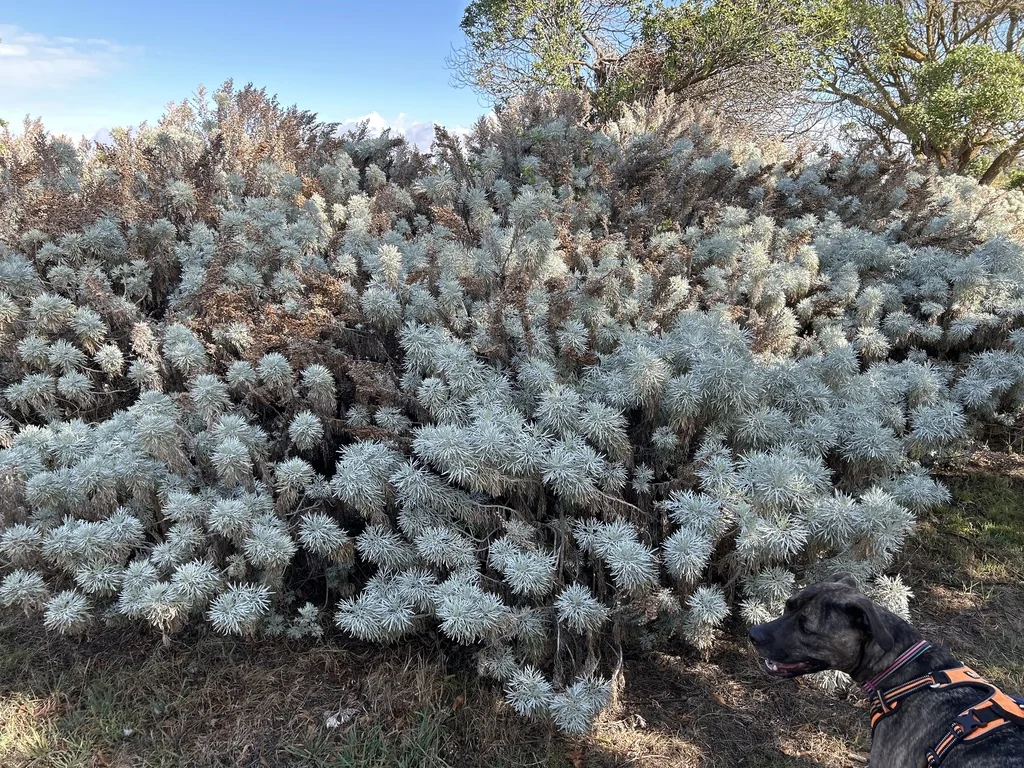Artemisia Arborescens