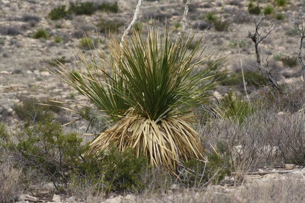 Dasylirion Leiophyllum