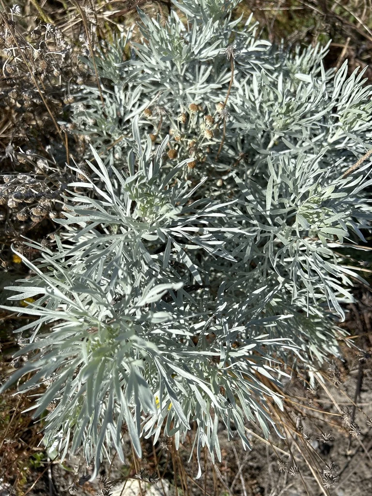 Artemisia Arborescens