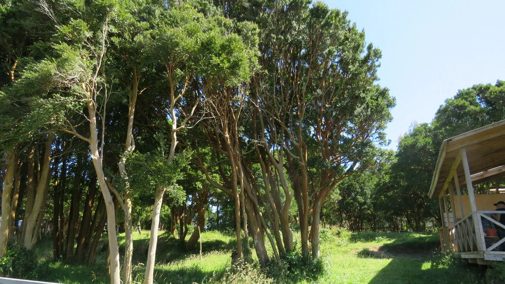 Luma Apiculata