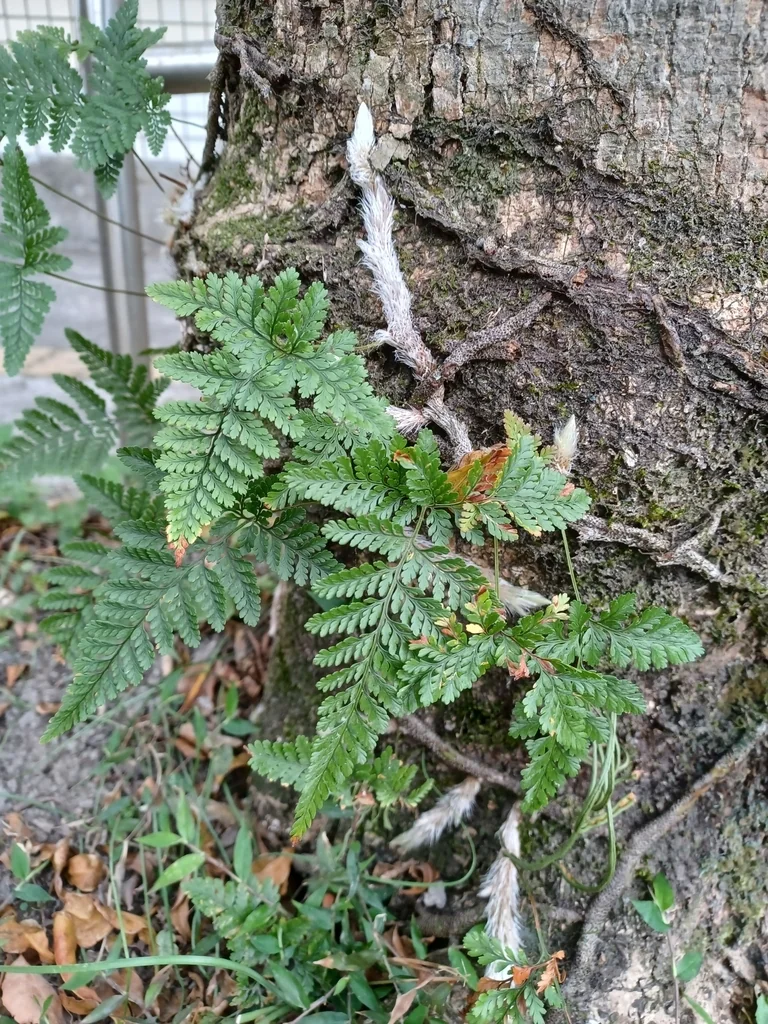 Davallia Trichomanoides